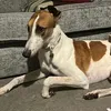 ranger.thegreyhound