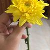 flower_3603