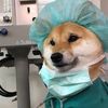 pet_health_daily