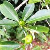 argomuelleramacrophylla