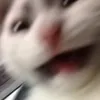 thecatkaw