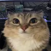 nluvmonkeys1
