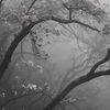 sarvin_17004