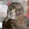 thatfeelingwhenbirb