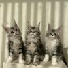 Premier Maine Coon Kittens