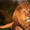 el_reyleon2