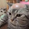 Funny cat 😻😹1221