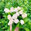 lamin.lamin852