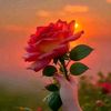 irfan.malk72