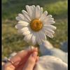 mushk744