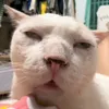 thaihocccccccc