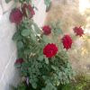 user8879628391267