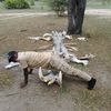 wildlife.englishfr