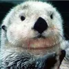 la.loutre942