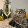 DailyDoseOfMemes