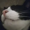 maximus444_