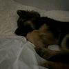 ally_bali1