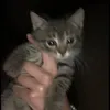 toxic kitty