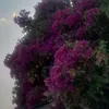la_chika_morina