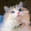 Duchess Furina
