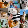 mia_loves_guinea_pigs16
