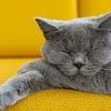 kucingg.tidur