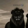 sheikhmoon063