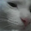 foxeoe