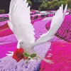 saleem.awan065