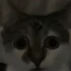 catoteee