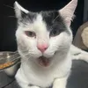 geoffthecat