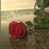 eylaf.mahamd