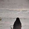 shaneensahiddan4