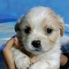 el.perrito.ms.per72