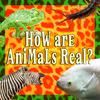 How Are Animals Real?