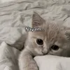 soicaiconcat3