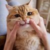 funnycats8886