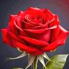 muhammad.rehman0446