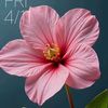 may.thu.zaw803