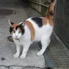 tortoiseshell2783