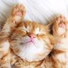 gingercatsth