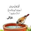 saqia.khan1