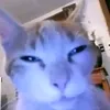 lupus_1