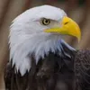 l_h_51