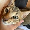 yanhud_