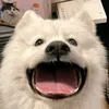 tienxngo