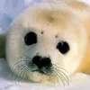 The World of Animals
