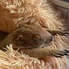 kaoneowprairiedogs