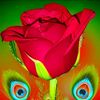 md.masood4431