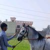 m.sameed84